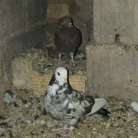 کبوتر|پرنده|یزد, |دیوار