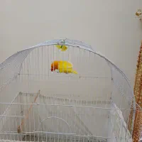 قفس پرنده