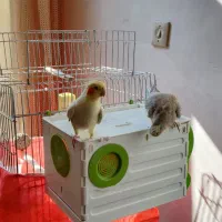 عروس هلندی|پرنده|اسدآباد, |دیوار