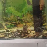 آکواریوم|ماهی|مشهد, کارمندان دوم|دیوار