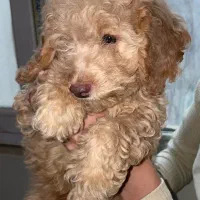 توی پودل|سگ|کرج, فاز ۳ مهرشهر|دیوار