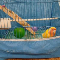 طوطی برزیلی سخنگو|پرنده|رشت, شالکو|دیوار