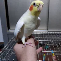 عروس هلندی سخنگو