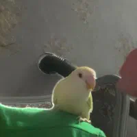 پرندگان زینتی|پرنده|مشهد, شهرک رازی (شهرک غرب)|دیوار