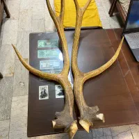 یه جفت شاخ قدیمی دکوری