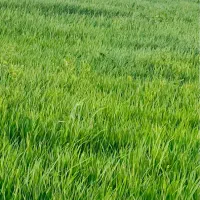 زمین کشاورزی در روستایی پیراقوم