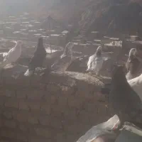 کفتربوم|پرنده|اسفراین, |دیوار