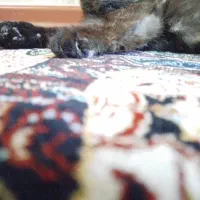 گربه اسکاتیش ماده تورتیایی|گربه|تهران, یاخجی آباد|دیوار