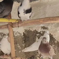 کفتر کبوتر نرو ماده پرشی|پرنده|باقرشهر, |دیوار