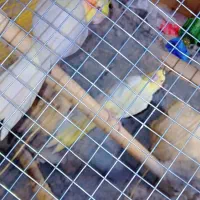 عروس هلندی آشتی