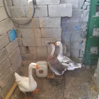 قوقاز