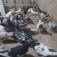 ۴۰تاکفتربوم