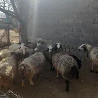 میش داشتی|حیوانات مزرعه|بروجن, |دیوار