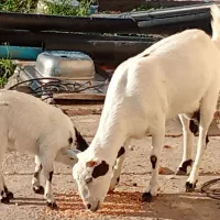 بز سانن با کهره