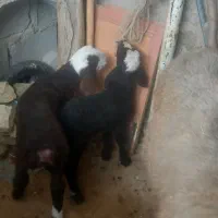 فروش  ۳ راس میش بره دار