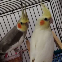 پرنده