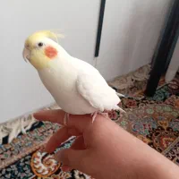 عروس هلندی سخنگو سالم