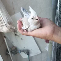 عروس هلندی|پرنده|شیراز, کفترک|دیوار