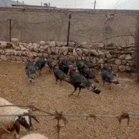 بوقلمون نرو ماده