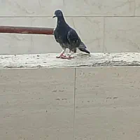 چاپی نر|پرنده|چناران, |دیوار
