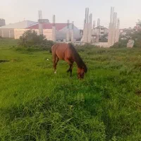 فروش اسب دربندر انزالی