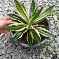 آگاو لوفانتا ابلق مینیاتوری