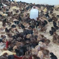 جوجه گلپایگان محلی  (نزدیک آرامگاه فردوسی)