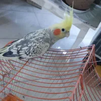 عروس هلندی دوعدد|پرنده|مشهد, امیریه|دیوار