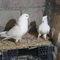 کبوتر