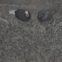 کبوتر جوجه پرشی
