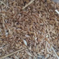 گندم خوشه سیاه