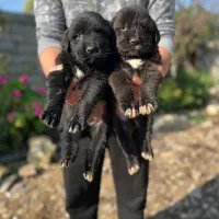 سگ قهدر جونی نر