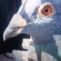 کبوتر سالم سالم نر هست