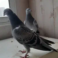 پلاکی کاکلی|پرنده|شوشتر, |دیوار