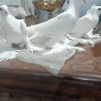 کفتر پاپر|پرنده|تبریز, |دیوار