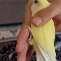 یک عدد طوطی برزیلی|پرنده|امیدیه, |دیوار