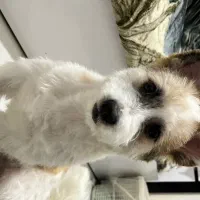 سگ خانگی شیتزو