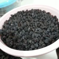 فروش کشمش افتابی