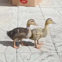 اردک کاملا سالم تخفیف هم داره