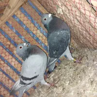 کبوتر مسافتی|پرنده|مشهد, کوی دروی|دیوار