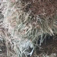 یونجه وشیره آرپا قاطی