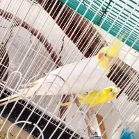 عروس هلندی گم شده
