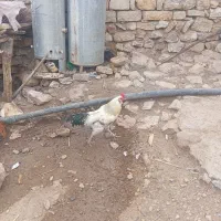 خروس دو رگه