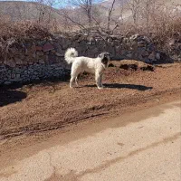 توله سگ زات قدیم