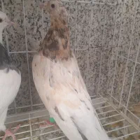سرور زرد نر|پرنده|برخوار, |دیوار