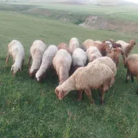 16راس کاور درجه یک یک
