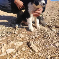 سگ قدرجونی سگ|سگ|رونیز, |دیوار