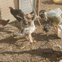 مرغ وخروس جوجه غاز