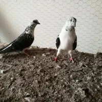 سوسگی دم سفید و سرول|پرنده|میانه, |دیوار