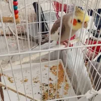 عروس هلندی